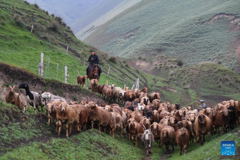 Herder and his summer pasture transfer in NW China's Xinjiang