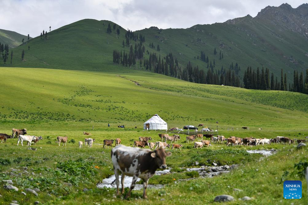 Herder and his summer pasture transfer in NW China's Xinjiang