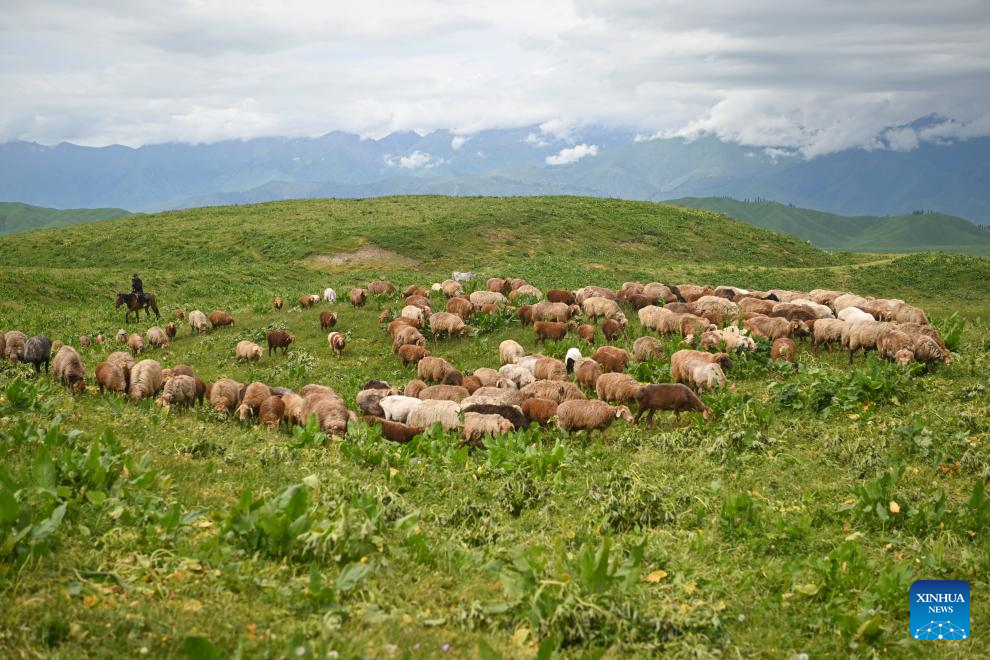Herder and his summer pasture transfer in NW China's Xinjiang