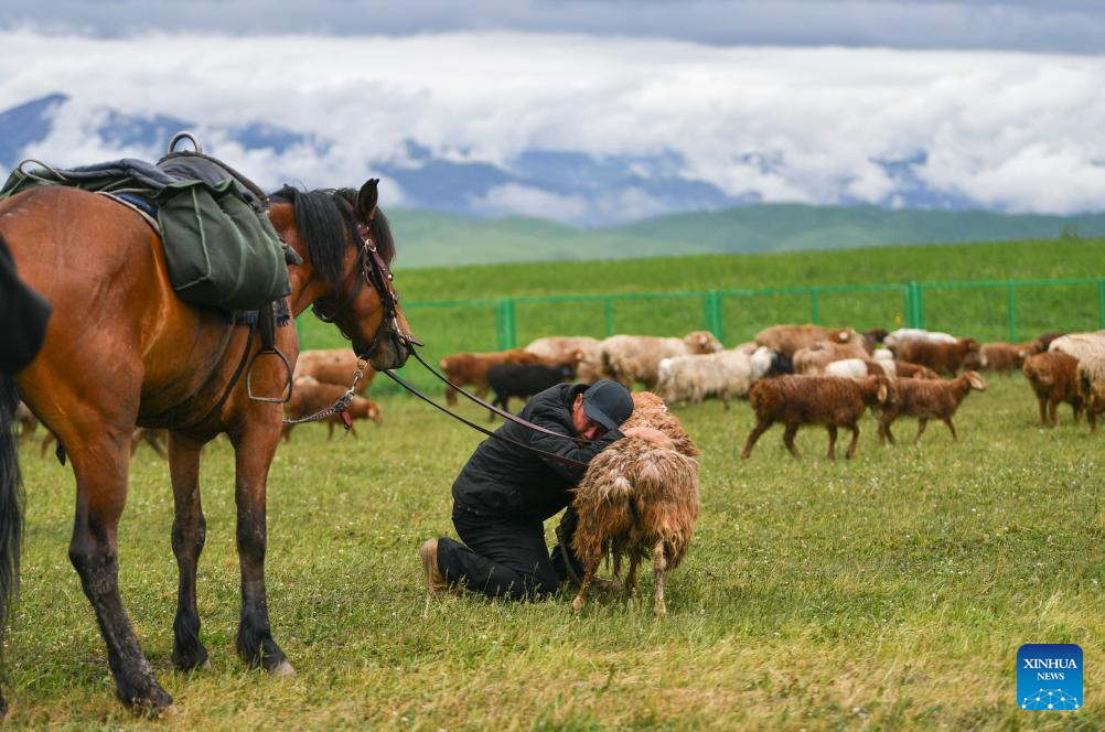 Herder and his summer pasture transfer in NW China's Xinjiang