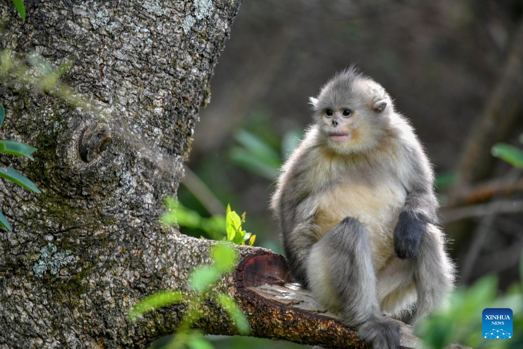 Population of Yunnan golden hair monkey surges thanks to protection efforts