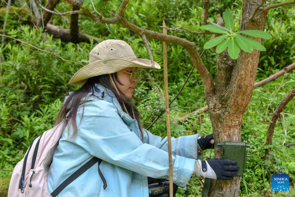 Population of Yunnan golden hair monkey surges thanks to protection efforts