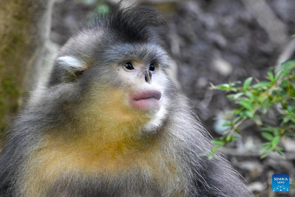 Population of Yunnan golden hair monkey surges thanks to protection efforts