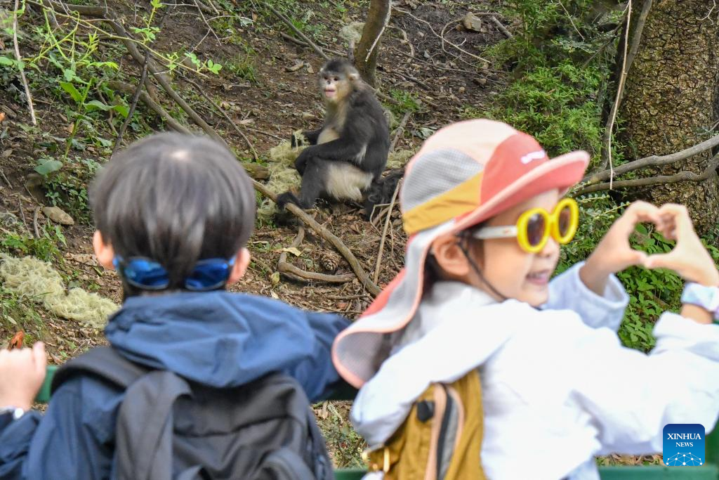 Population of Yunnan golden hair monkey surges thanks to protection efforts