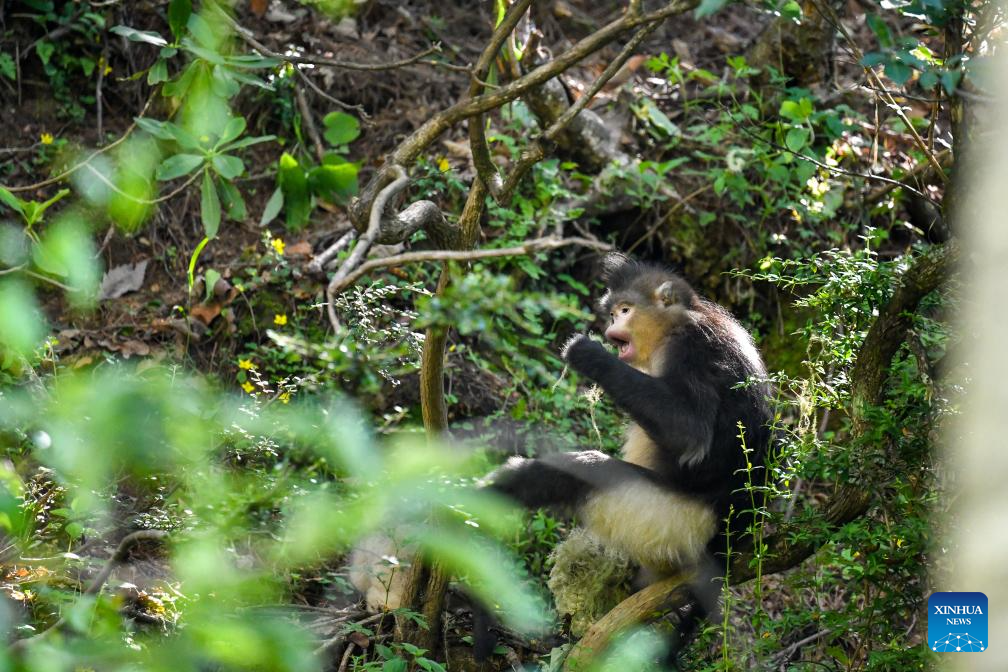 Population of Yunnan golden hair monkey surges thanks to protection efforts