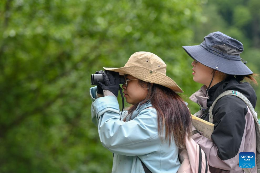 Population of Yunnan golden hair monkey surges thanks to protection efforts