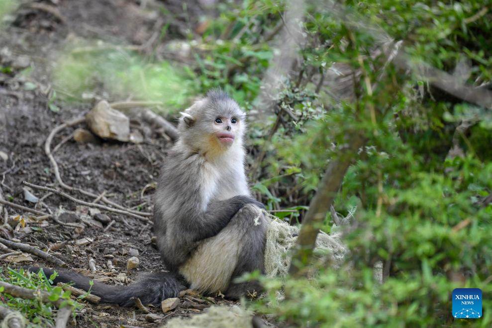 Population of Yunnan golden hair monkey surges thanks to protection efforts