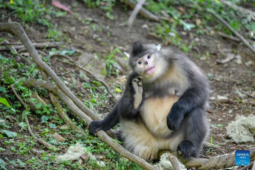 Population of Yunnan golden hair monkey surges thanks to protection efforts