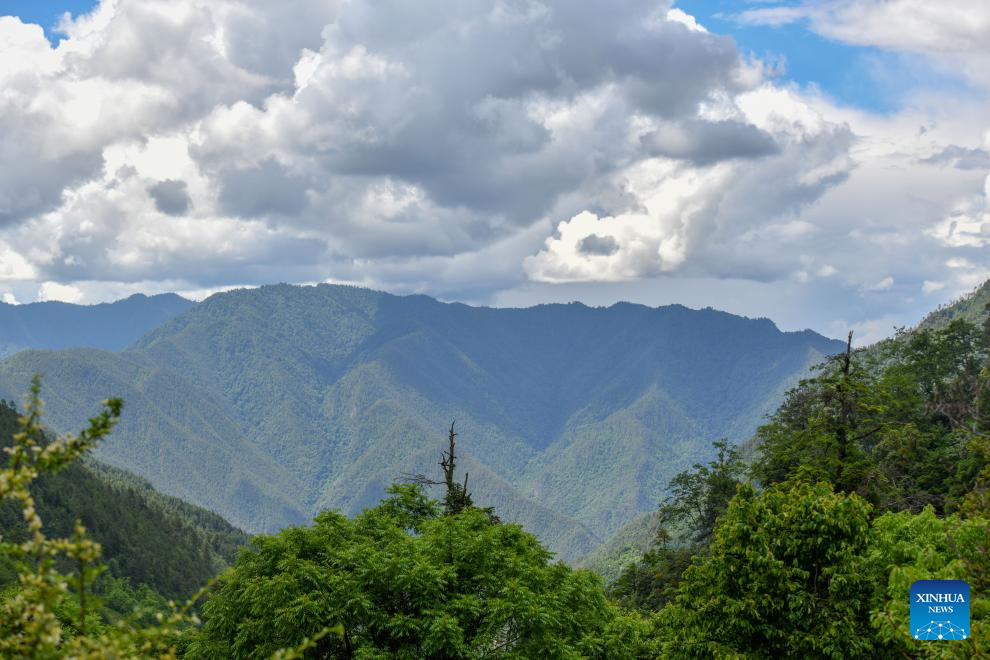 Population of Yunnan golden hair monkey surges thanks to protection efforts