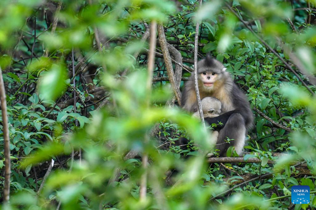 Population of Yunnan golden hair monkey surges thanks to protection efforts