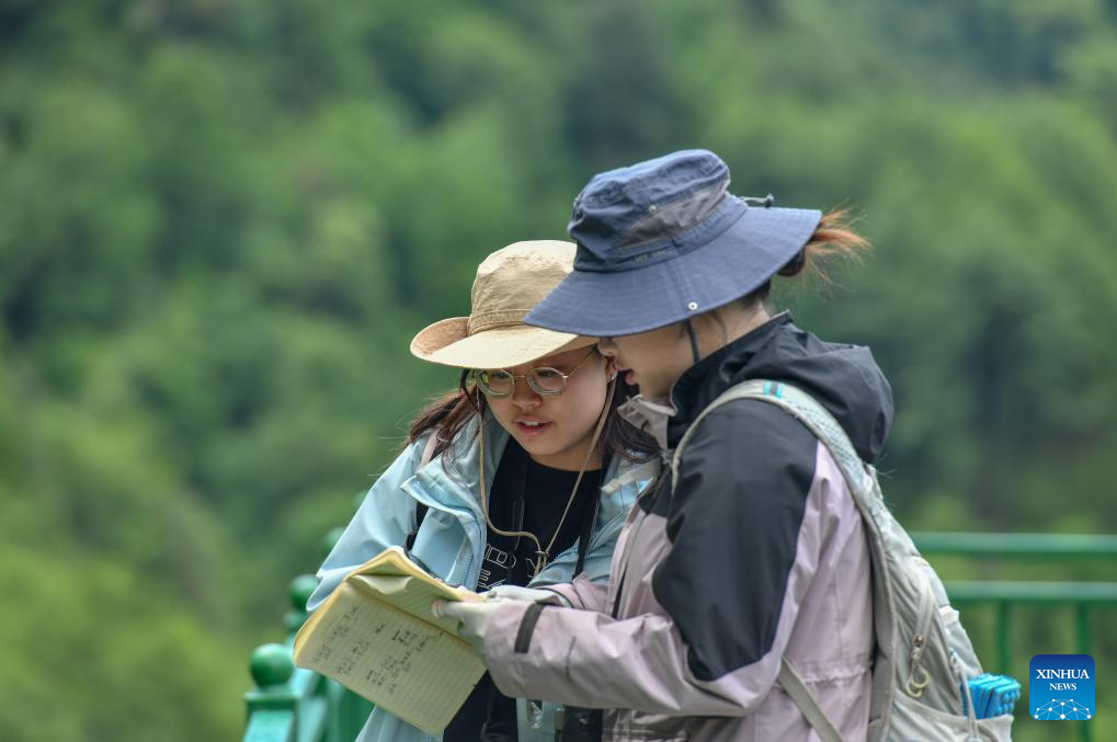 Population of Yunnan golden hair monkey surges thanks to protection efforts