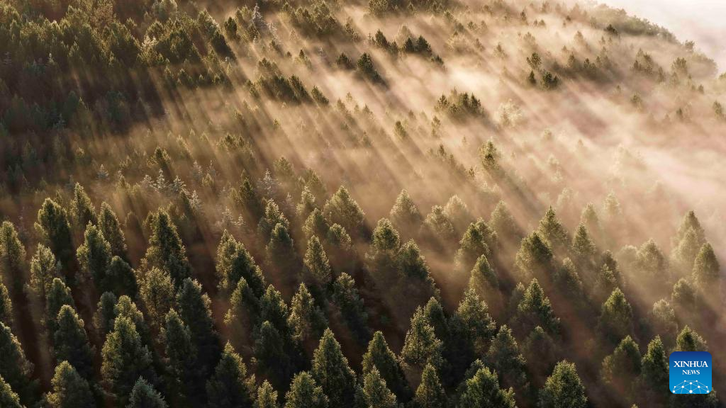 Scenery of Saihanba National Forest Park in Chengde City, China's Hebei