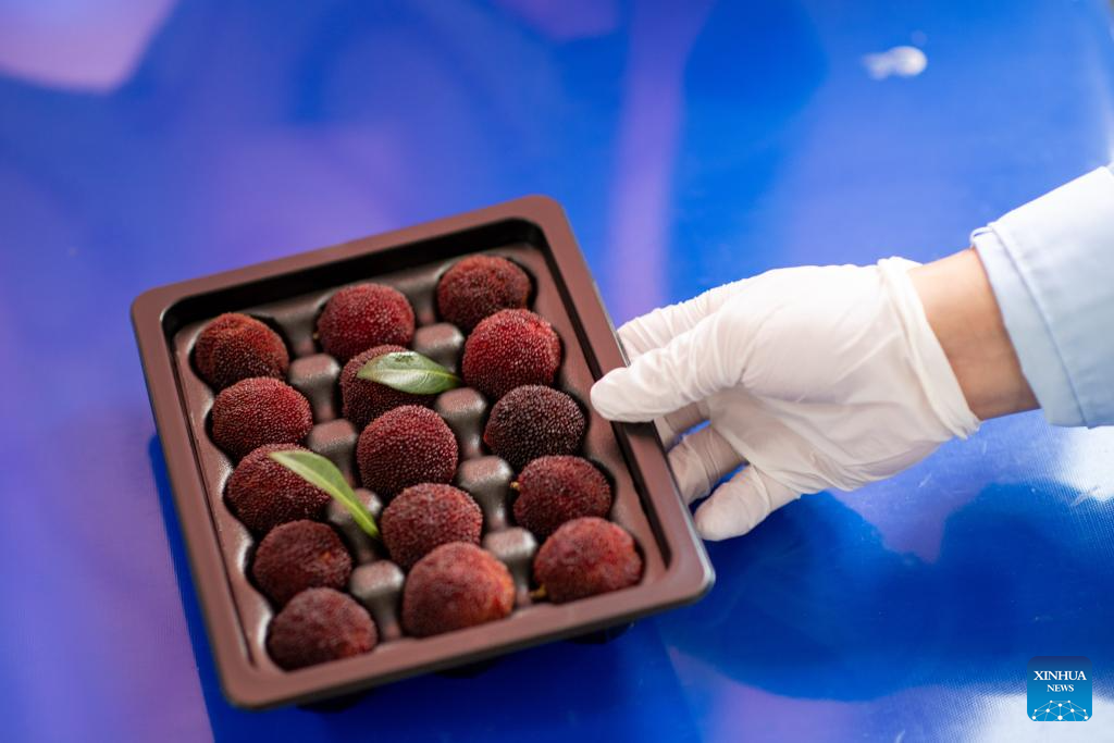 China's Zhejiang exports fresh Dongkui waxberries to Germany