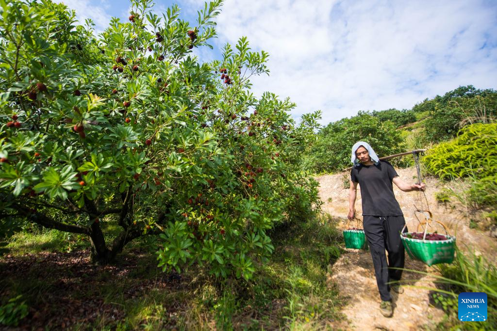 China's Zhejiang exports fresh Dongkui waxberries to Germany