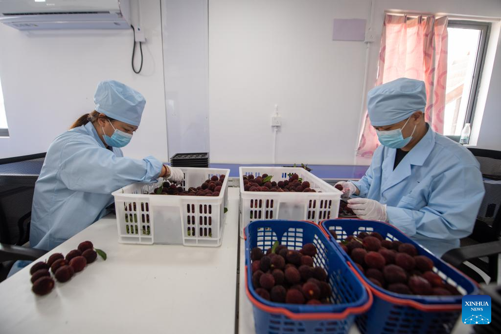 China's Zhejiang exports fresh Dongkui waxberries to Germany