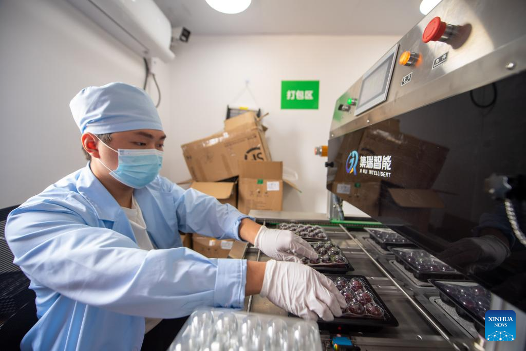 China's Zhejiang exports fresh Dongkui waxberries to Germany