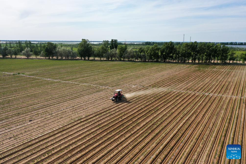 In pics: Hetao Irrigation Area in China's Inner Mongolia
