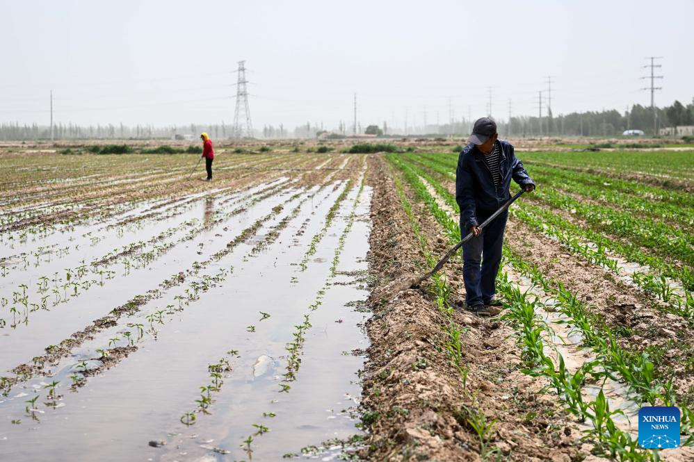 In pics: Hetao Irrigation Area in China's Inner Mongolia