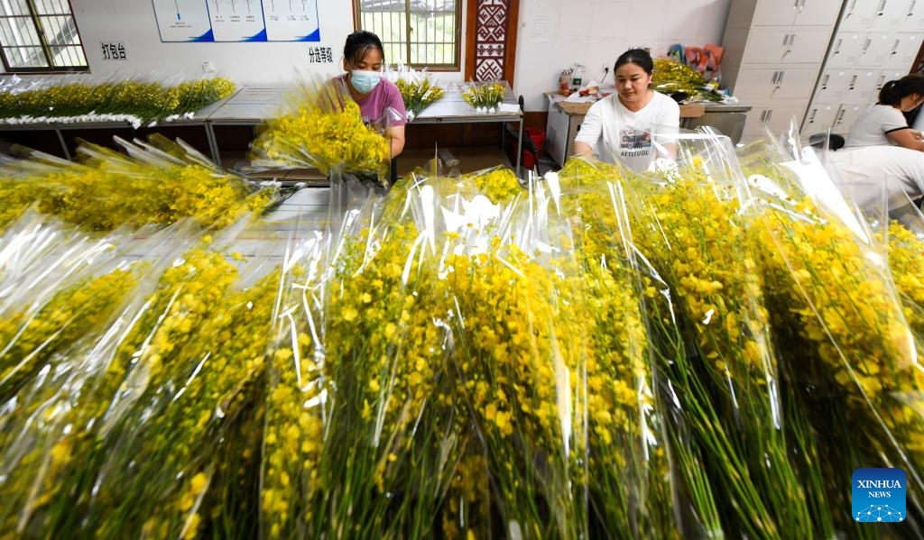 Orchid industry boosts rural revitalization in Da'an, Hainan