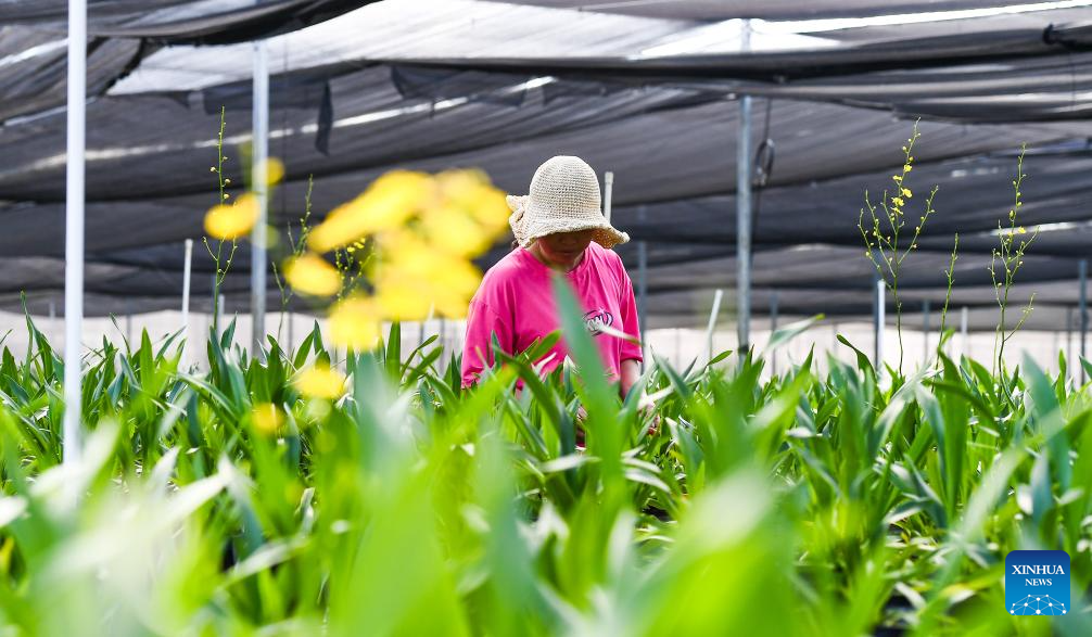 Orchid industry boosts rural revitalization in Da'an, Hainan