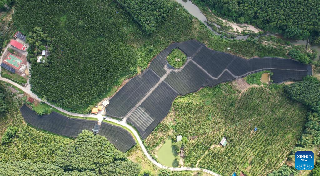 Orchid industry boosts rural revitalization in Da'an, Hainan