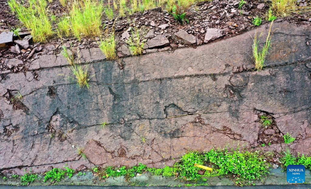 Cretaceous mammaliaform tracks first found in south China