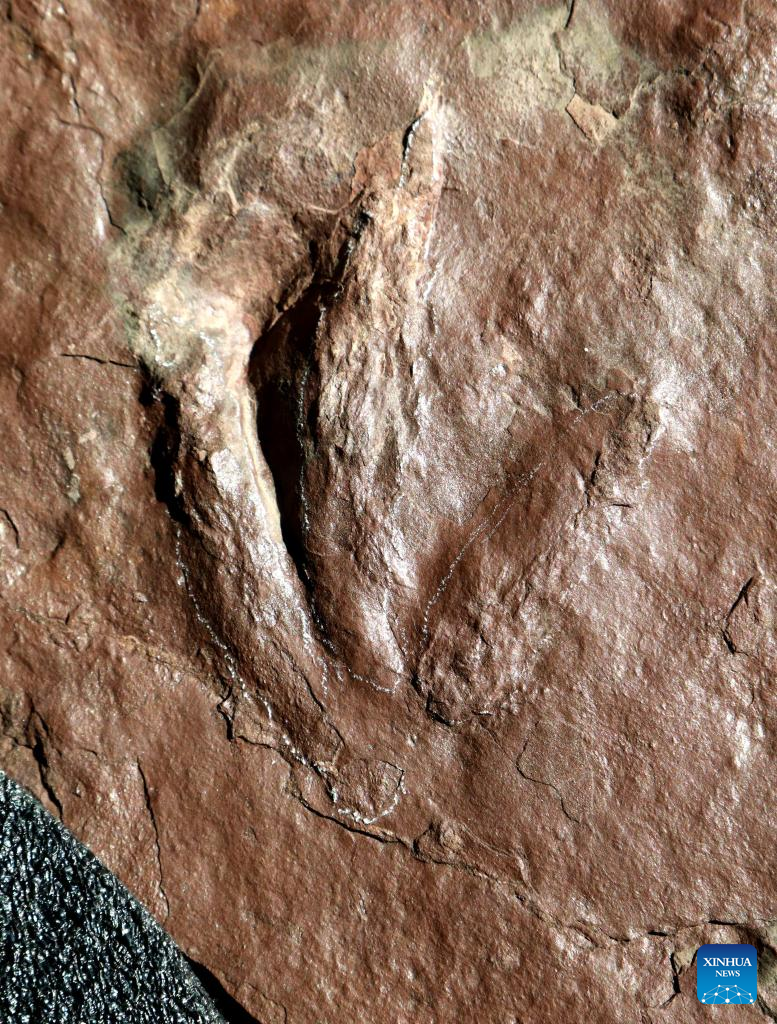 Cretaceous mammaliaform tracks first found in south China