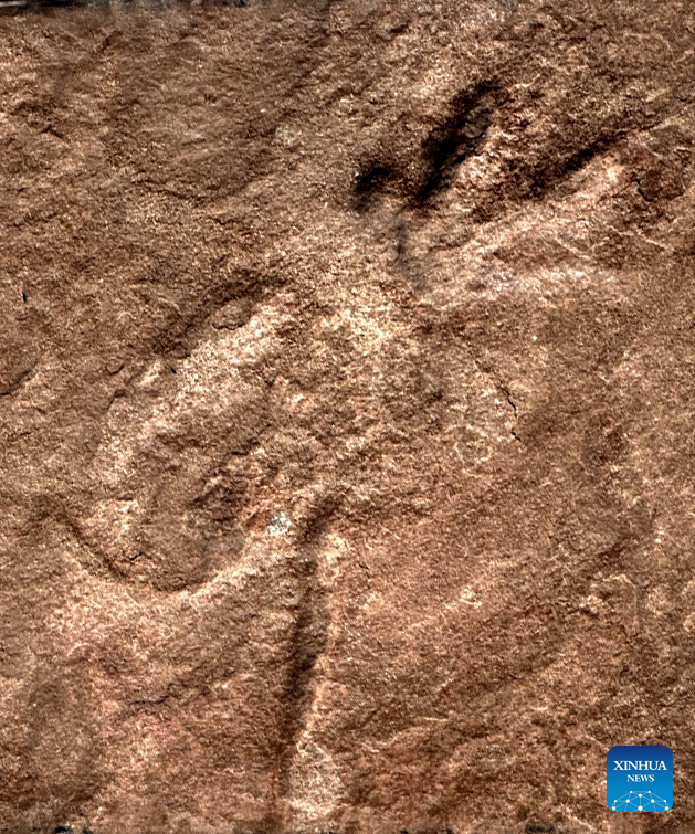 Cretaceous mammaliaform tracks first found in south China