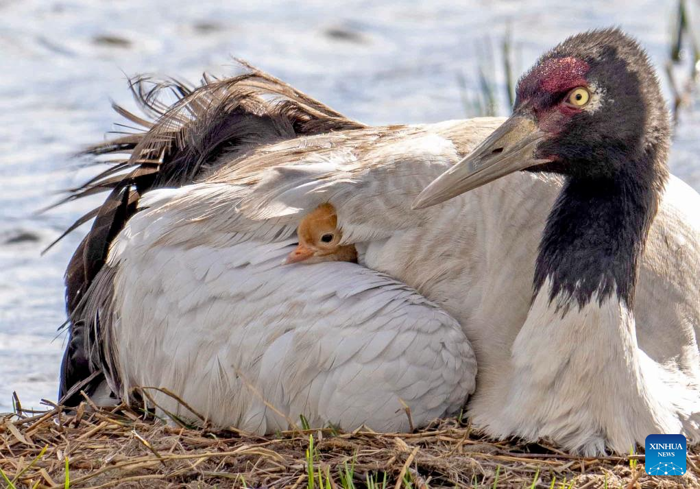 LensToLens: Wetlands guard bird species from plateau to urban landscape