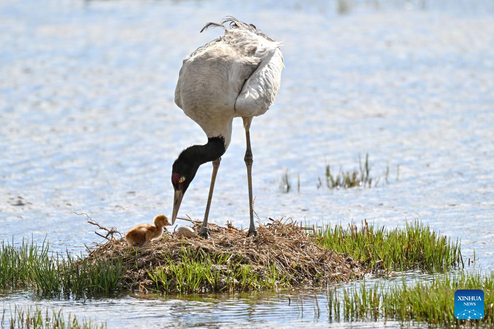 LensToLens: Wetlands guard bird species from plateau to urban landscape