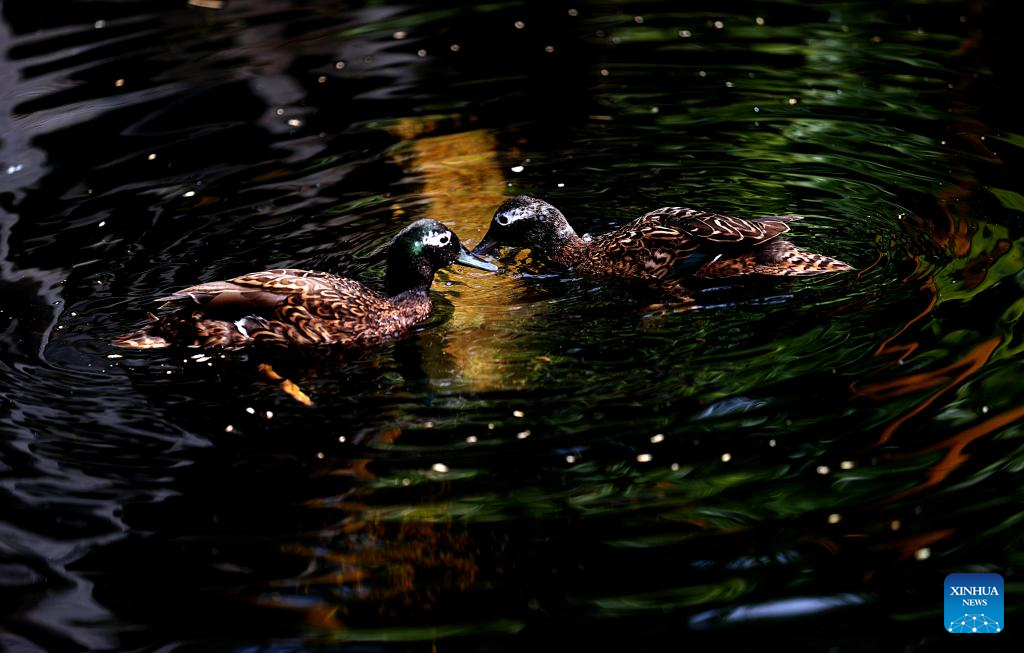 LensToLens: Wetlands guard bird species from plateau to urban landscape
