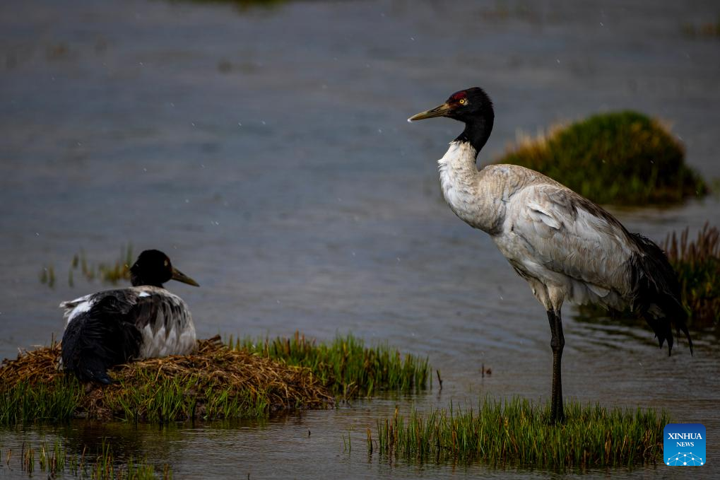 LensToLens: Wetlands guard bird species from plateau to urban landscape