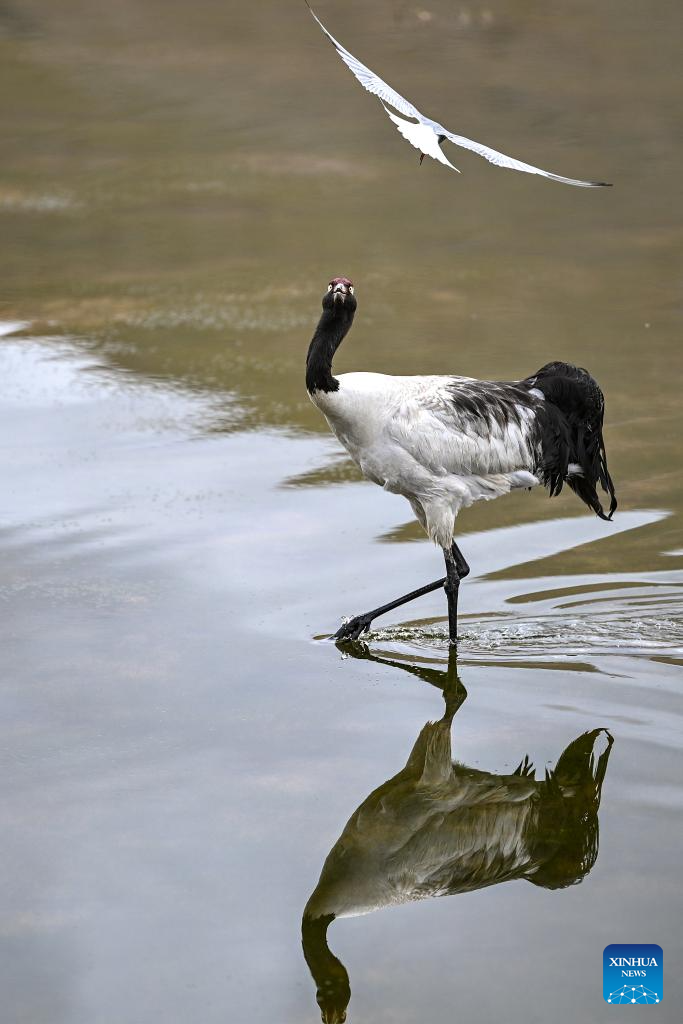 LensToLens: Wetlands guard bird species from plateau to urban landscape