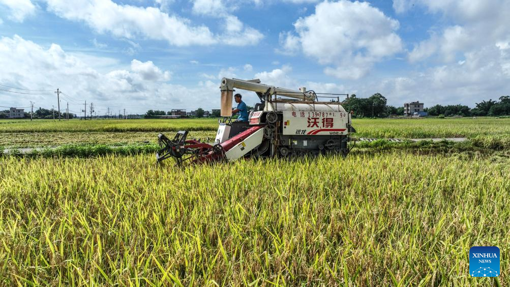 Early rice harvest in full swing in Qinzhou City, China's Guangxi3