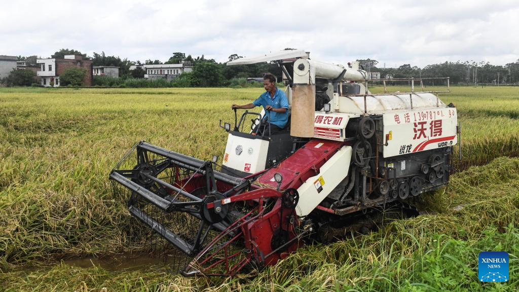 Early rice harvest in full swing in Qinzhou City, China's Guangxi3