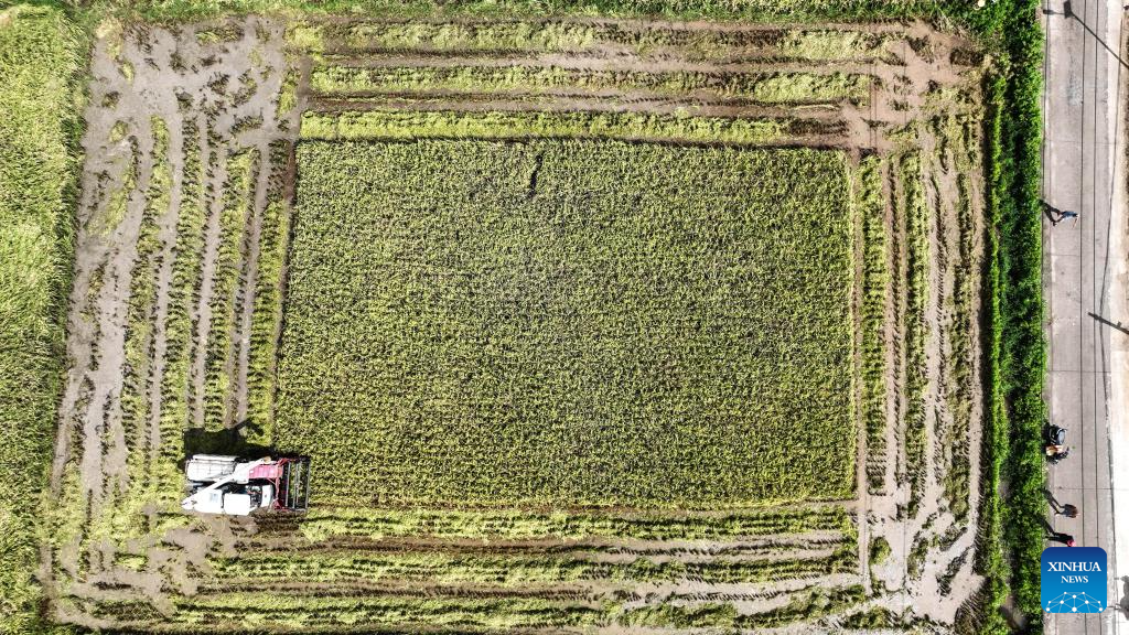 Early rice harvest in full swing in Qinzhou City, China's Guangxi3
