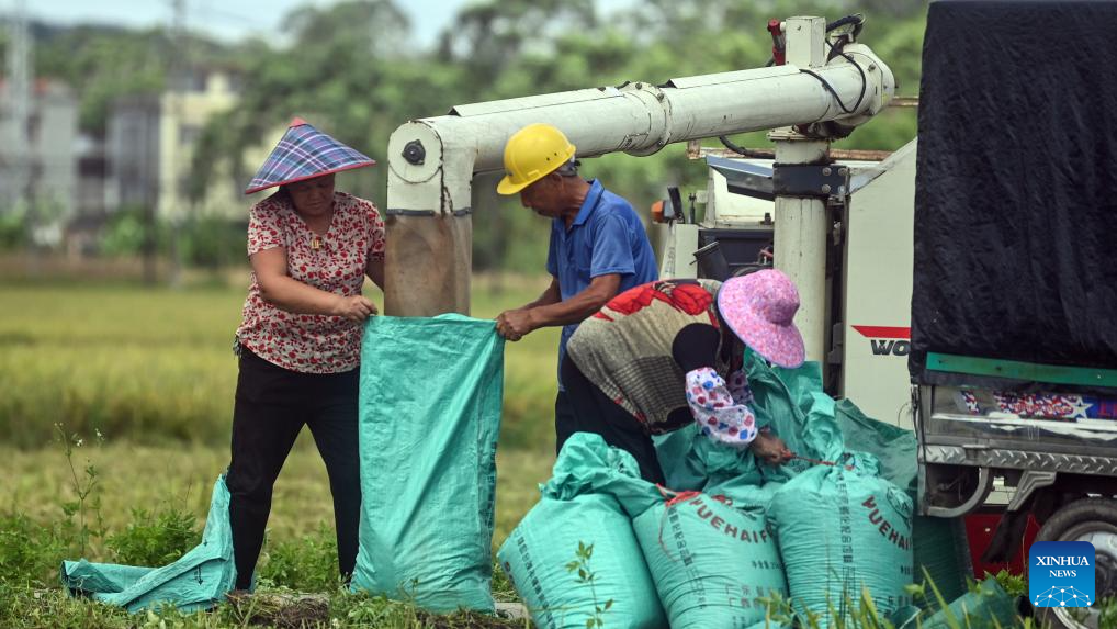 Early rice harvest in full swing in Qinzhou City, China's Guangxi3