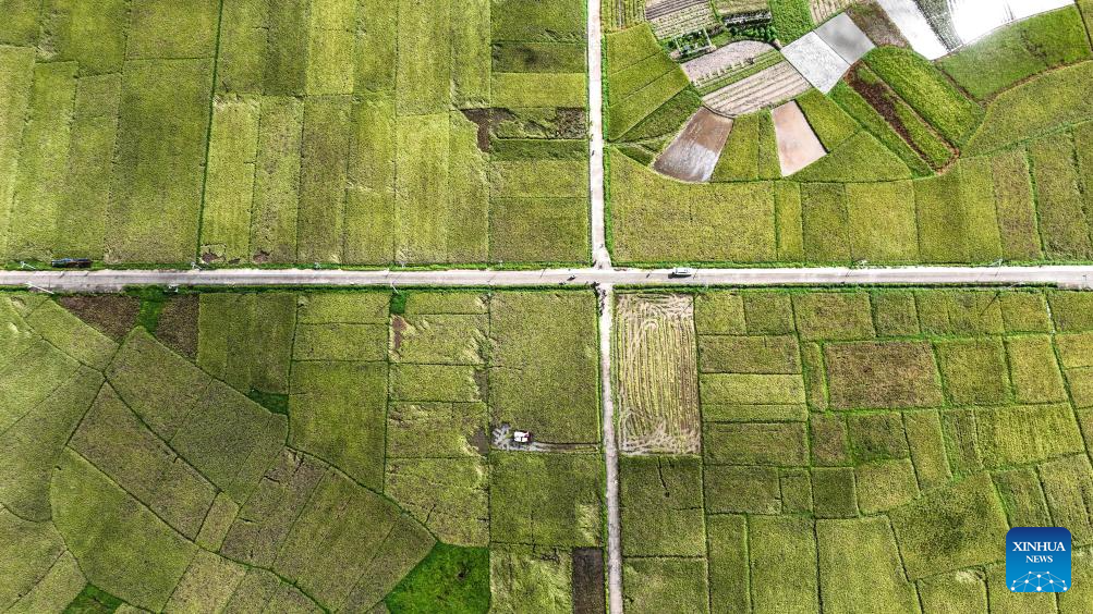 Early rice harvest in full swing in Qinzhou City, China's Guangxi3