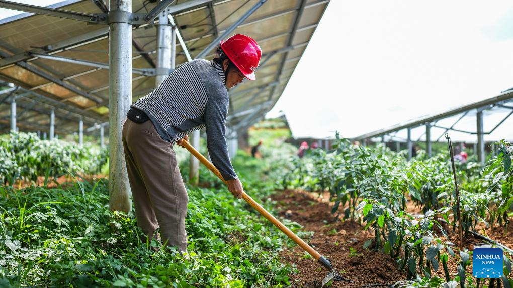 China's Guizhou strives to transform ecological advantages into developmental strengths