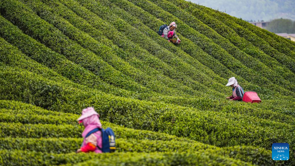 China's Guizhou strives to transform ecological advantages into developmental strengths