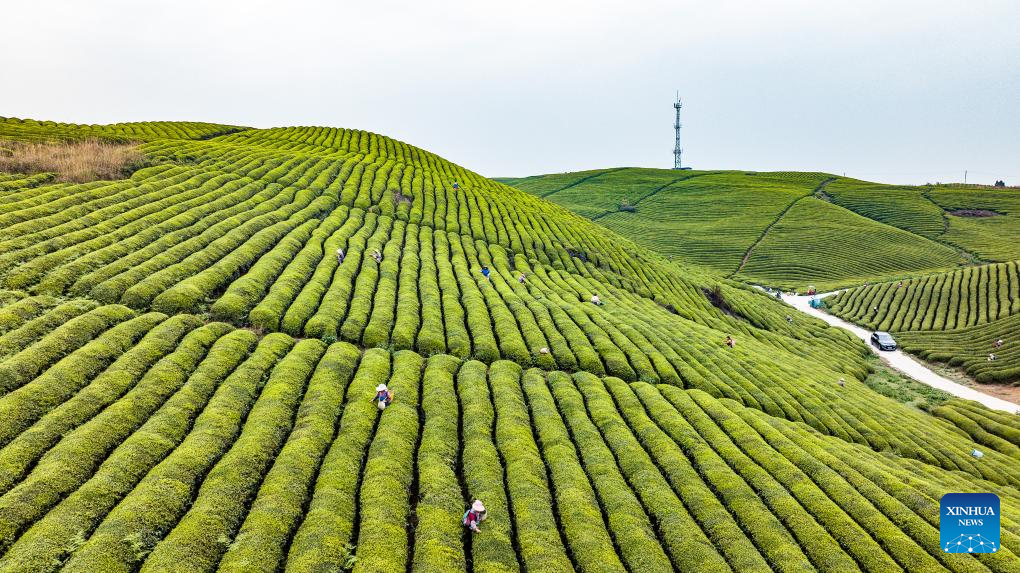 China's Guizhou strives to transform ecological advantages into developmental strengths