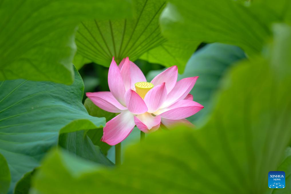 Lotus flowers bloom at Daguan Park in Kunming