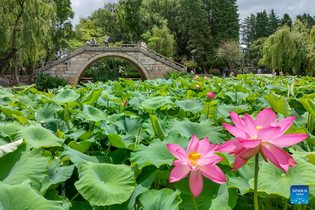 Lotus flowers bloom at Daguan Park in Kunming