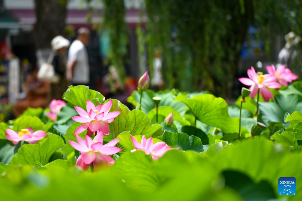 Lotus flowers bloom at Daguan Park in Kunming