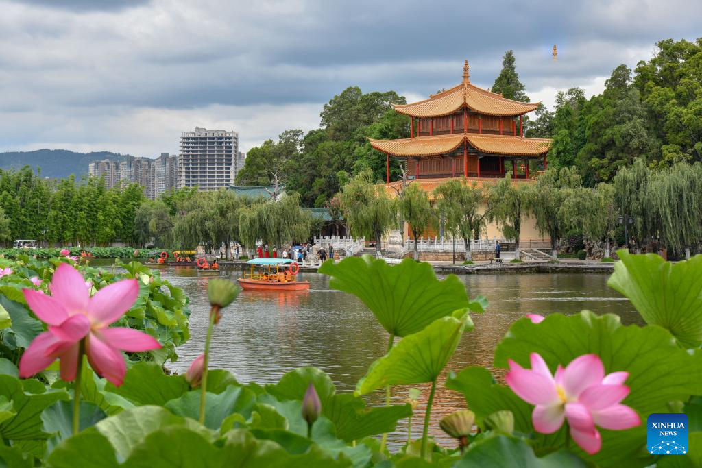 Lotus flowers bloom at Daguan Park in Kunming
