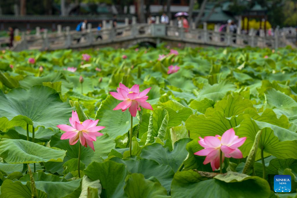 Lotus flowers bloom at Daguan Park in Kunming