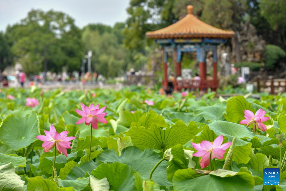 Lotus flowers bloom at Daguan Park in Kunming