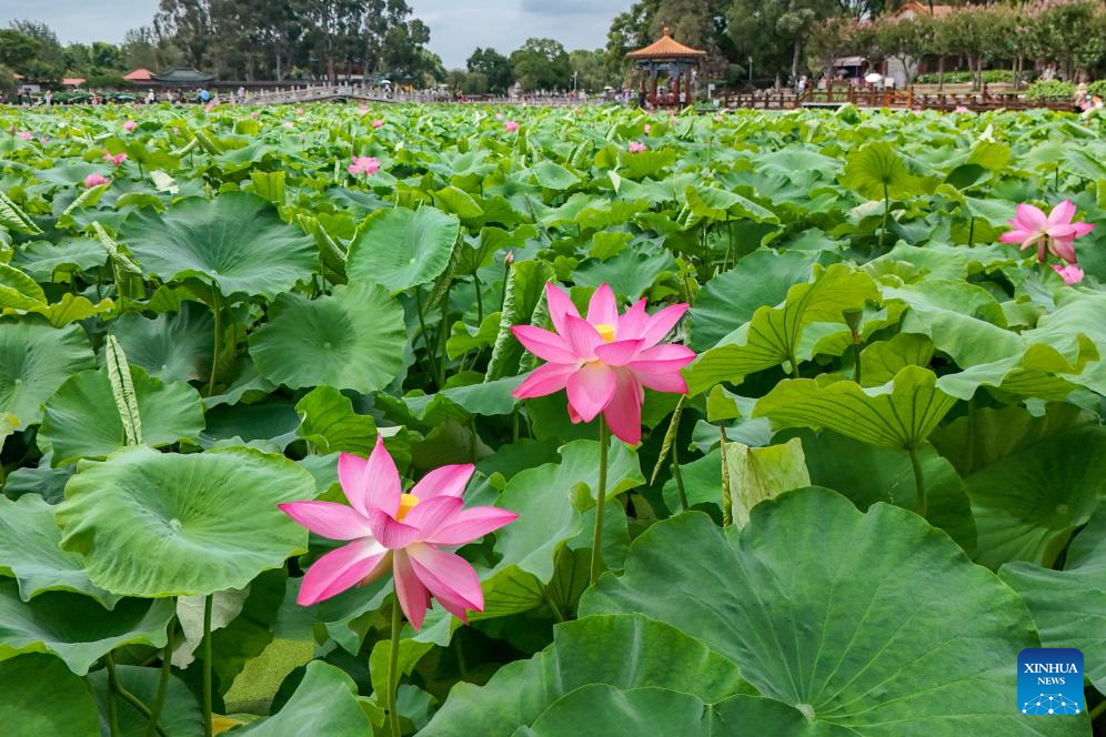 Lotus flowers bloom at Daguan Park in Kunming