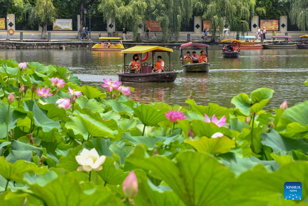 Lotus flowers bloom at Daguan Park in Kunming
