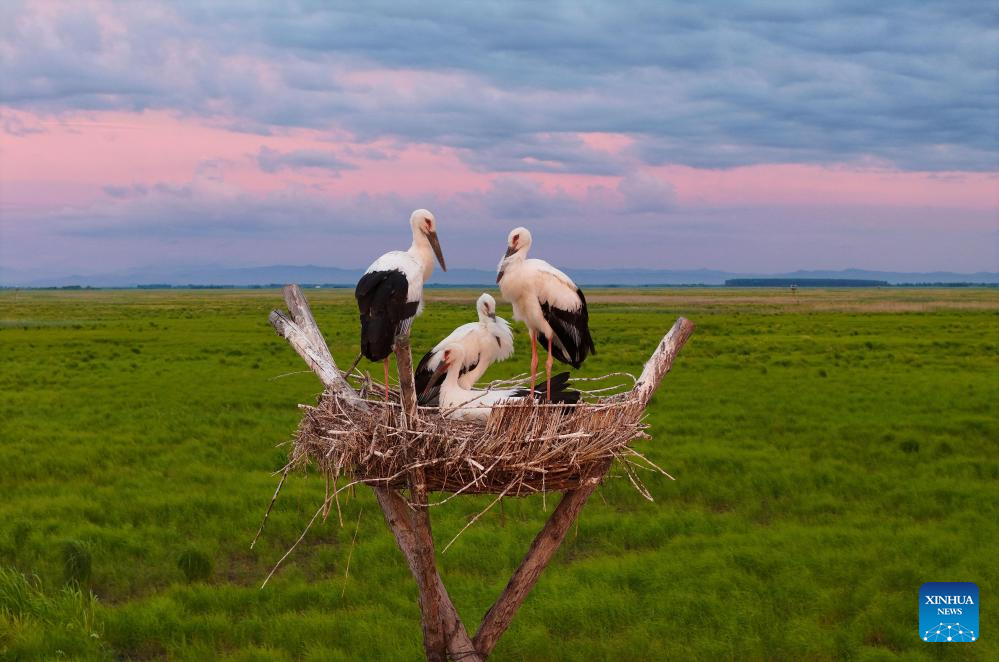 In pics: oriental white storks in artificial nests in Fujin City, NE China